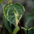 Celindas variegadas