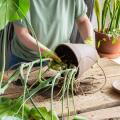 Todo para plantas de interior