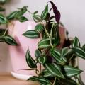 Tradescantia de interior