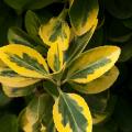 Ligustrum ovalifolium