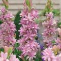 Tuberosas - Polianthes