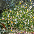 Erigeron karvinskianus - Margaritas cimarronas