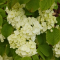 Viburnum plicatum - Viburno de China