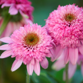 Equináceas de flores dobles - Echinacea