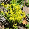 Semillas de Sedum - Sedo