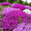 Flox musgoso