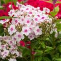 Phlox paniculata - Flox paniculada