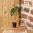 Mini plantas de interior