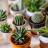 Plantas de interior por familia