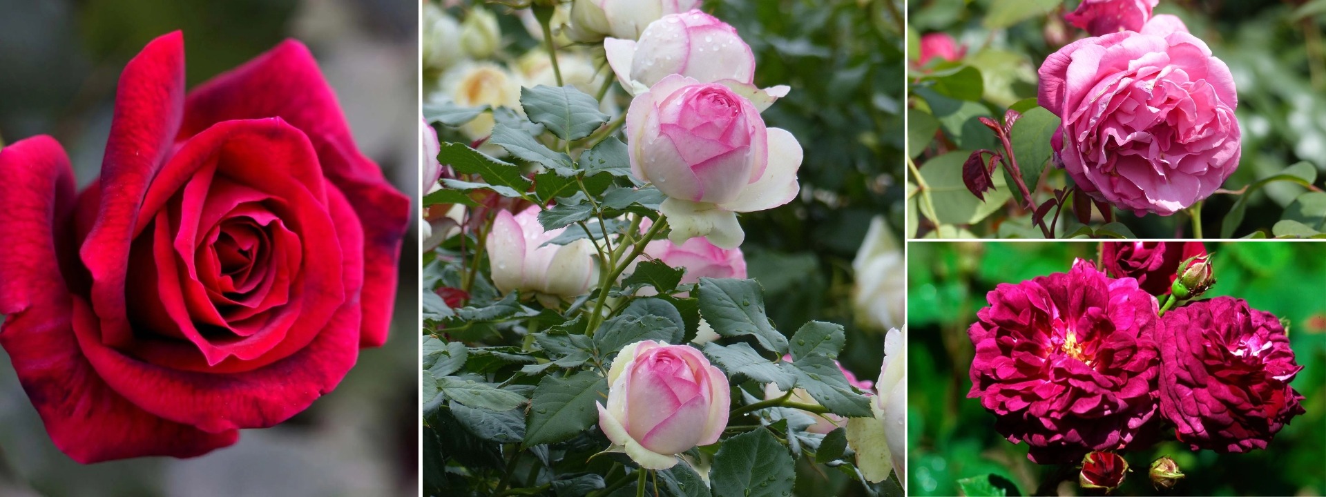 <i>Venta flash</i> ROSALES