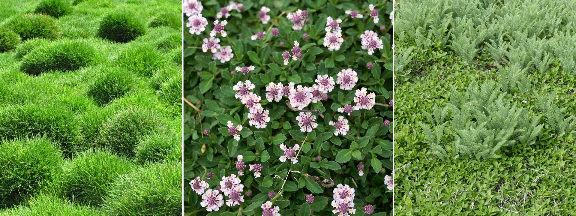 <i>Alternativas</i> EN LUGAR DEL CÉSPED