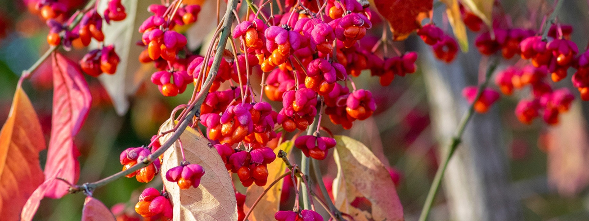 <i>Es hora de</i> PLANTAR