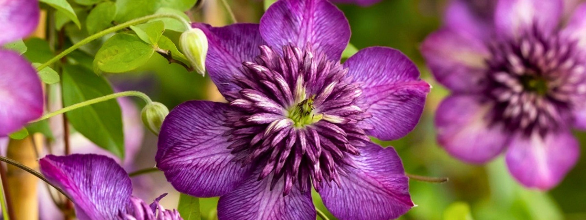 <i>Novedad</i> Clematis Welcome Home