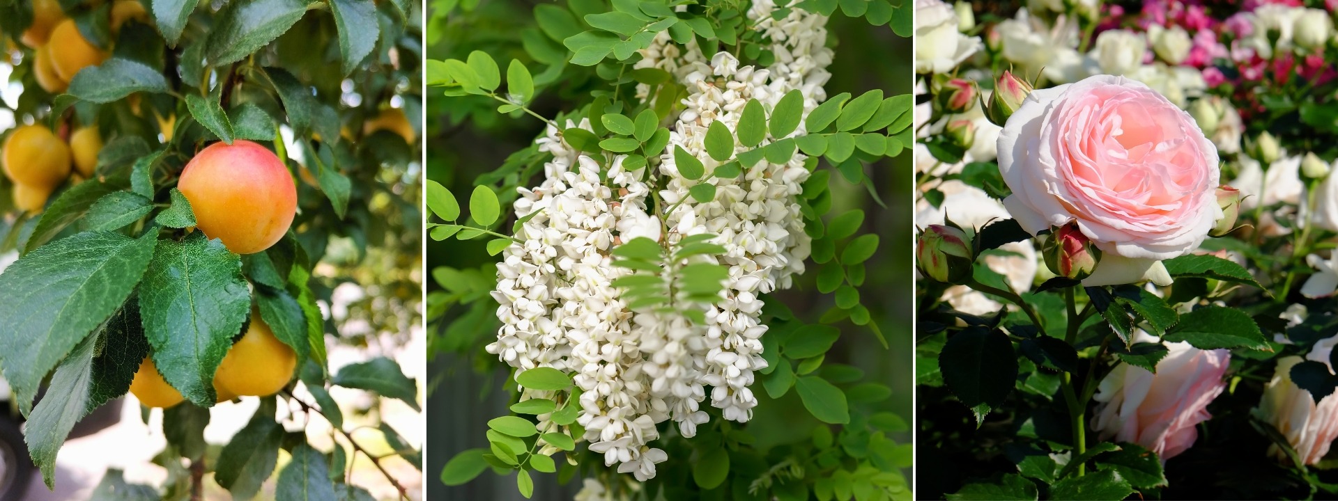 <i>Promoción</i> RAÍCES DESNUADAS