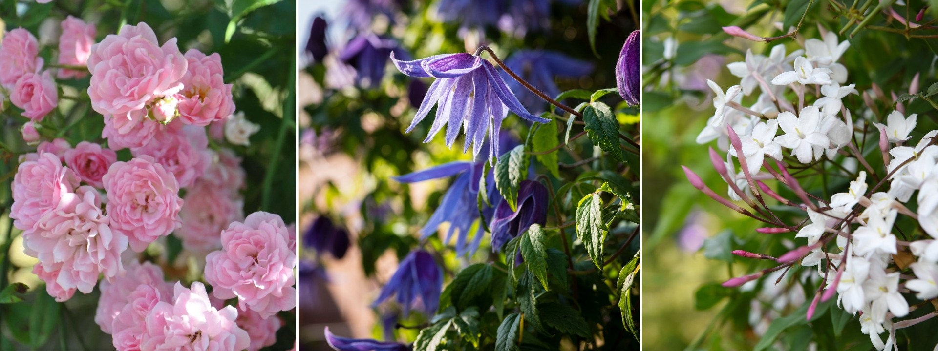 <i>Plantas trepadoras</i> DE PRIMAVERA