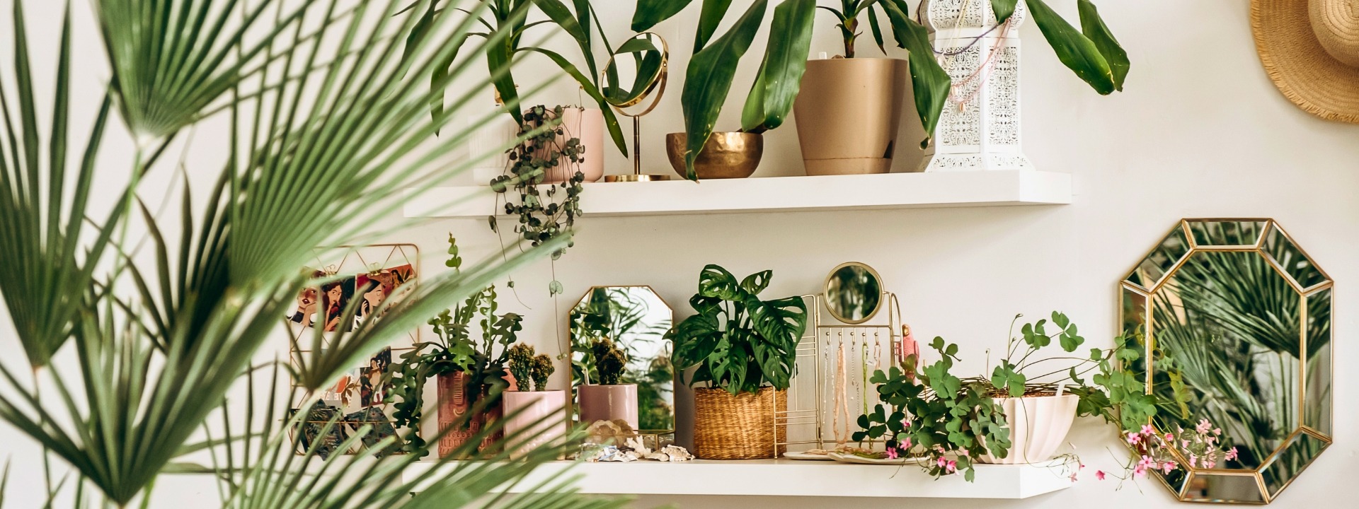 <i>Novedades</i> PLANTAS DE INTERIOR