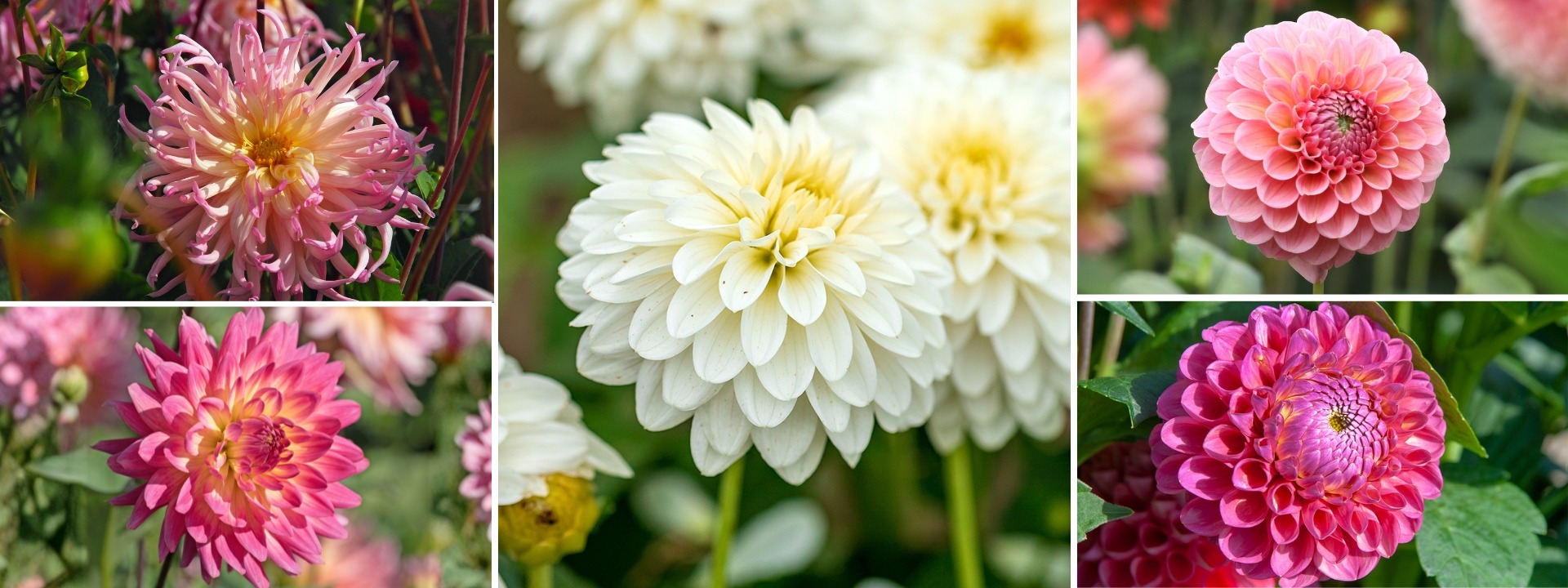 <i>Nuevos</i> DALIAS