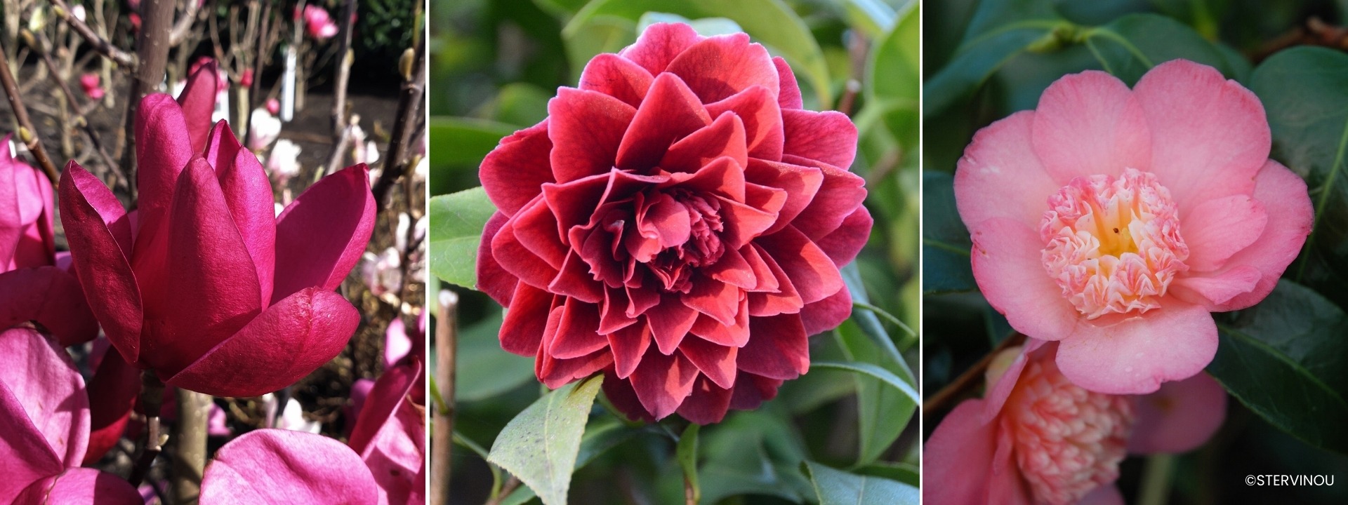 <i>Arbustos</i> TIERRA DE BREZO