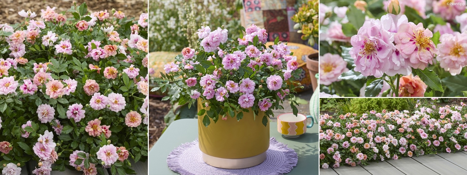 <i>Nuevos</i> ROSALES