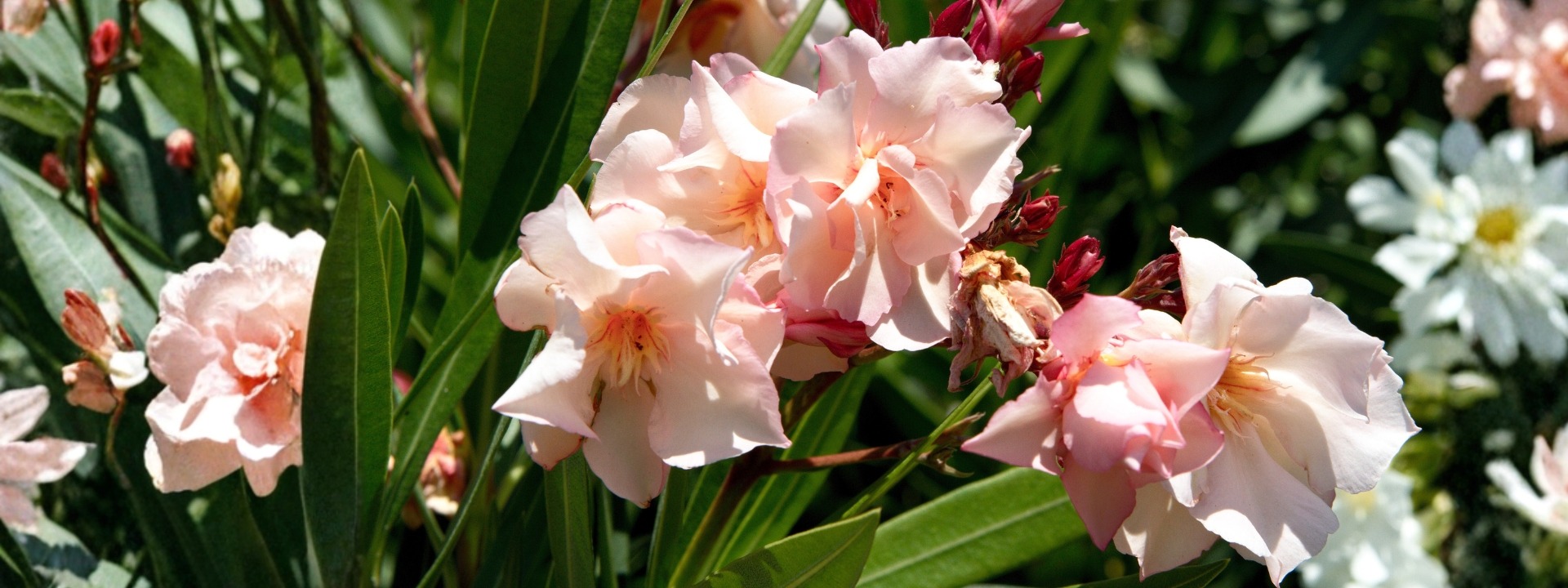 <i>PROMOCIÓN</i> NERIUM OLEANDER PROVENCE