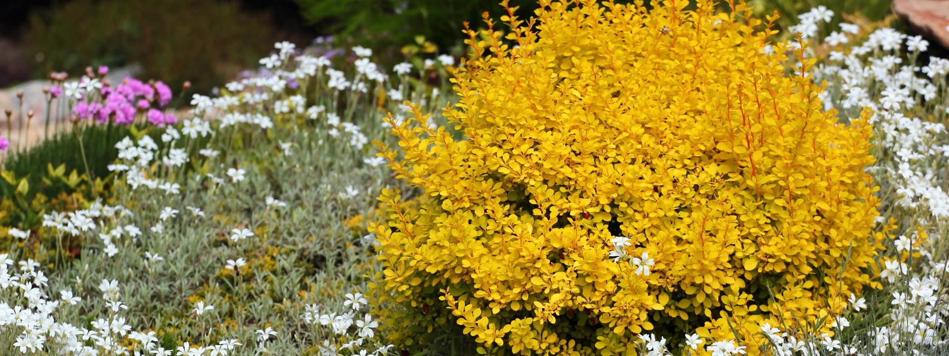 <i>Promoción</i> ARBUSTOS