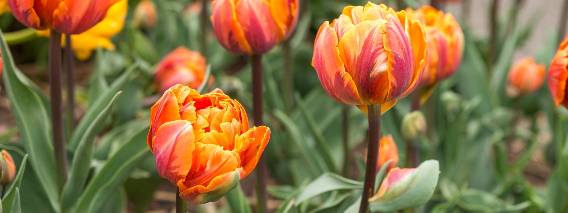 <i>Nuevos</i> BULBOS DE PRIMAVERA