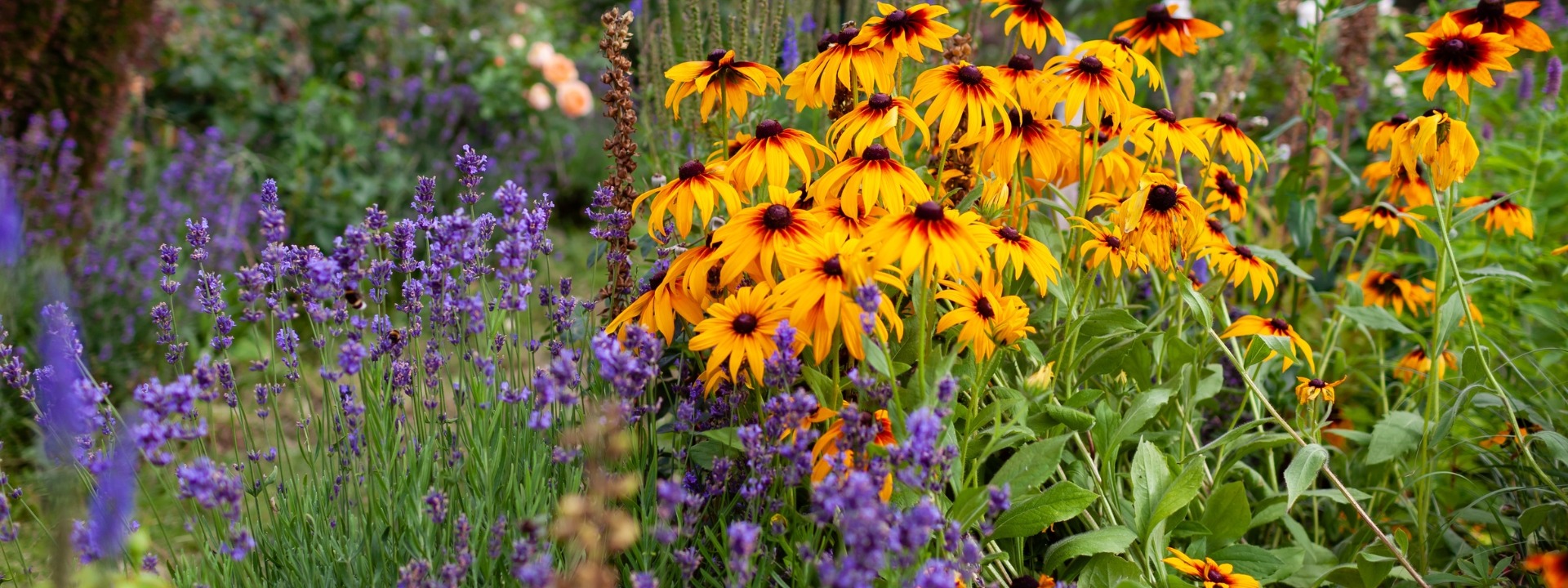 <i>Promoción</i> VIVACES