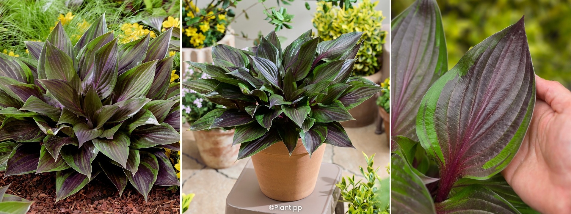 <i>Novedad</i> HOSTA Red Ninja®