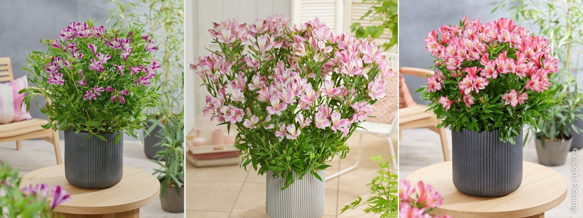 <i>Novedades </i> ALSTROEMERIAS